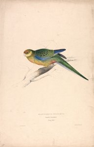 Platycercus Stanley II / Stanley Sittich (junger Männchen) (Tafel 24) von Edward Lear