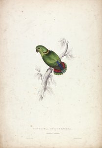 Psittacula Swinderniana. Swinderns Sittich von Edward Lear