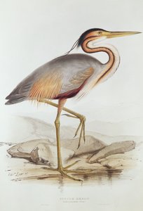 Purpurreiher