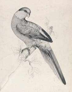 Rotkappensittich, Männchen (Tafel 21) von Edward Lear