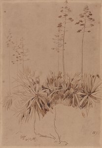 Reggio von Edward Lear