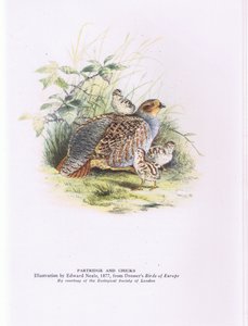Rebhuhn und Küken, Natur in Großbritannien von Edward Neale