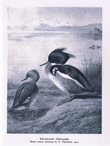 Gänsesäger, Natur in Großbritannien veröffentlicht von Collins, 1946