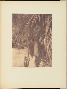Palmfrucht von Edward S. Curtis