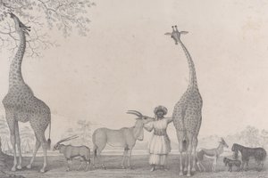 Die majestätischen und anmutigen Giraffen oder Kameleoparden, mit einigen seltenen Tieren der Gazelle..., 1838