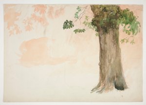 Studie eines Baumstamms