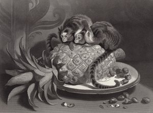 Die Marmozetten von Edwin Landseer