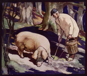 Ein französisches Trüffelschwein