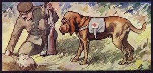 Rettungshund