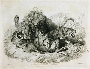 Kämpfende Gruppe nach der Natur, Tafel 6 aus Zwanzig Gravuren von Löwen, Tigern, Panthern & Leoparden... graviert von Thomas Landseer (1795-1880) 1823 von Edwin after Landseer