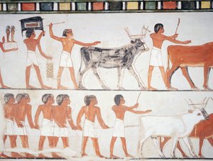Hirten und Vieh, Fresko, Südwand, Längskammer, Thebanisches Grab TT69, Sheikh Abd el-Qurna, Theben (Unesco-Welterbeliste)