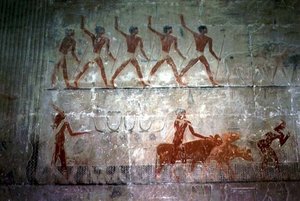 Männer treiben Schafe und Rinder aus der Mastaba-Kapelle von Ti, Altes Reich von Egyptian 5th Dynasty