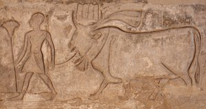 Mann zieht eine Kuh, Horus-Tempel, Edfu von Egyptian Egyptian