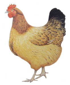 Huhn, 2012