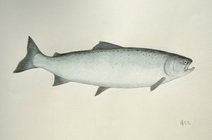 Lachs, 2013