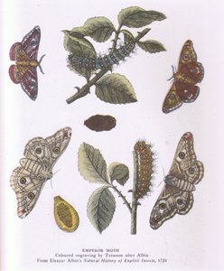 Kaisermotte, Natur in Großbritannien, veröffentlicht von Collins von Eleazar (after) Albin