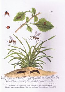 Marienkäfer und Langbein: Coccinella und Tipula Oleracea von Eleazar (after) Albin