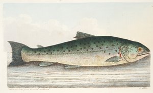 Lachsforelle aus Berwick on Tweed, aus Eine Abhandlung über Fische und Fischteiche, veröffentlicht 1832 von Eleazar Albin