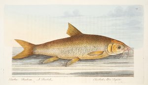 Der Barbe, aus Eine Abhandlung über Fische und Fischteiche, veröffentlicht 1832