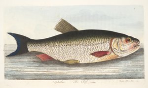 Der Döbel, aus Eine Abhandlung über Fische und Fischteiche, veröffentlicht 1832 von Eleazar Albin
