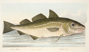 Der Kabeljau, aus Eine Abhandlung über Fische und Fischteiche, veröffentlicht 1832