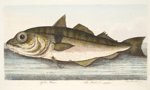 Der Schellfisch, aus Eine Abhandlung über Fische und Fischteiche, veröffentlicht 1832