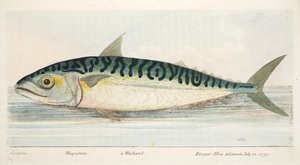 Die Makrele, aus Eine Abhandlung über Fische und Fischteiche, veröffentlicht 1832 von Eleazar Albin