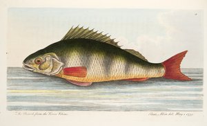 Der Barsch aus dem Rhein, aus Eine Abhandlung über Fische und Fischteiche, veröffentlicht 1832