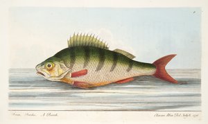 Der Barsch, aus Eine Abhandlung über Fische und Fischteiche, veröffentlicht 1832