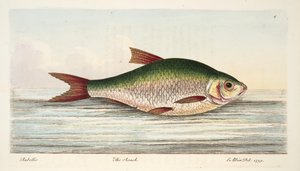 Der Rotauge, aus Eine Abhandlung über Fische und Fischteiche, veröffentlicht 1832