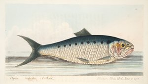 Der Maifisch, aus Eine Abhandlung über Fische und Fischteiche, veröffentlicht 1832 von Eleazar Albin