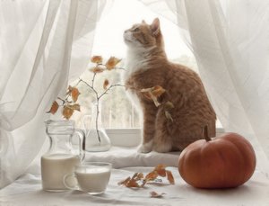 Gemütliches Herbstfenster mit Katze