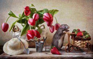 Verspielte Gartenratte