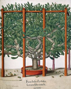 Ficus Indica Eystetten fis ex uno Folio Enata lu Xurians von Elias Gottleib Haussmann