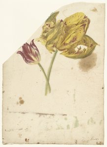 Studie von zwei Tulpen