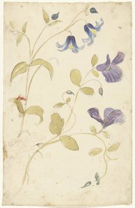 Studien von violetten und blauen Blumen von Elias van Nijmegen