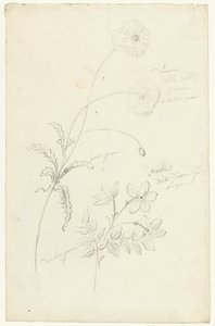 Studien von Mohn und Jasmin von Elias van Nijmegen