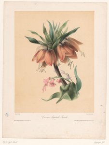Kaiserkron und Hyazinthe von Elisa Honorine Champin