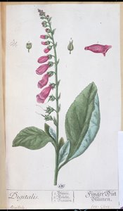 Digitalis purpurea, aus 