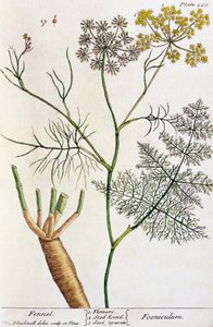 Fenchel, Tafel 288 aus 