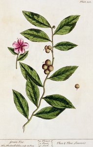 Grüner Tee, Tafel 351 aus 
