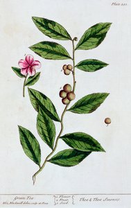 Grüner Tee, 1782 von Elizabeth Blackwell