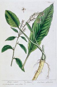 Meerrettich