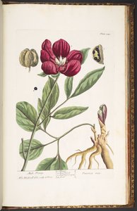 Tafel 245, Männliche Pfingstrose, aus 