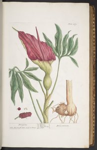 Tafel 269, Drachen, aus 