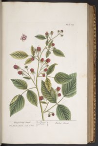 Tafel 289, aus 