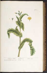 Tafel 30, Stachelige Sonndistel, aus 