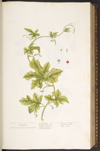 Tafel 37, Bryony, aus 