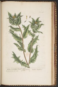 Tafel 476, Carduus, oder die gesegnete Distel, aus 