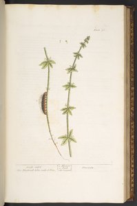 Tafel 76, Cross Wort, aus 